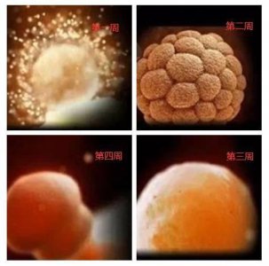 ​1-40周胎宝宝详细发育过程，这些图片，让人看到生命的神奇与伟大