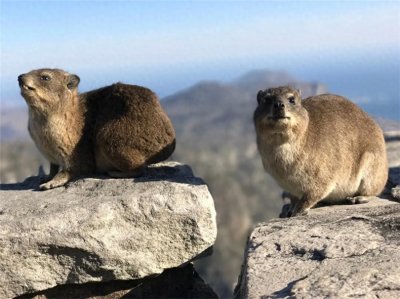 ​脚像大象！蹄兔常在同一个地方排泄，弄得悬崖上到处都是白色斑点