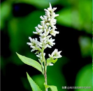 ​刘寄奴｜一味化瘀止痛的中药：上消食化积，下痛经止痛，外治刀伤