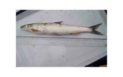 ​520完美爱情攻略：让你们的爱情长久保鲜