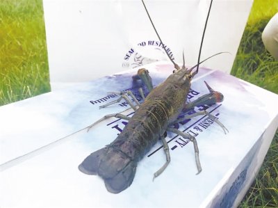 ​曲靖市民有口福了！澳洲淡水龙虾 在我市养殖上市