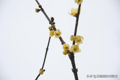 ​重振男性“雄风”，中医良方，枸杞子+蜈蚣，增硬延时，告别疲软